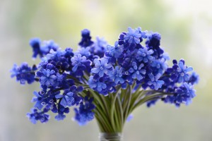 flowers-3453729_960_720