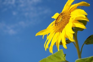 sunflower_0
