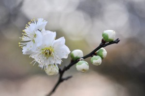 white-plum-blossoms-181159_960_720