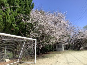 桜サッカーゴール